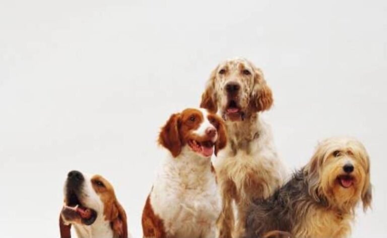 Dia Mundial do Cão: medicina preventiva faz cães viverem mais e reforça importância dos cuidados ao longo da vida
